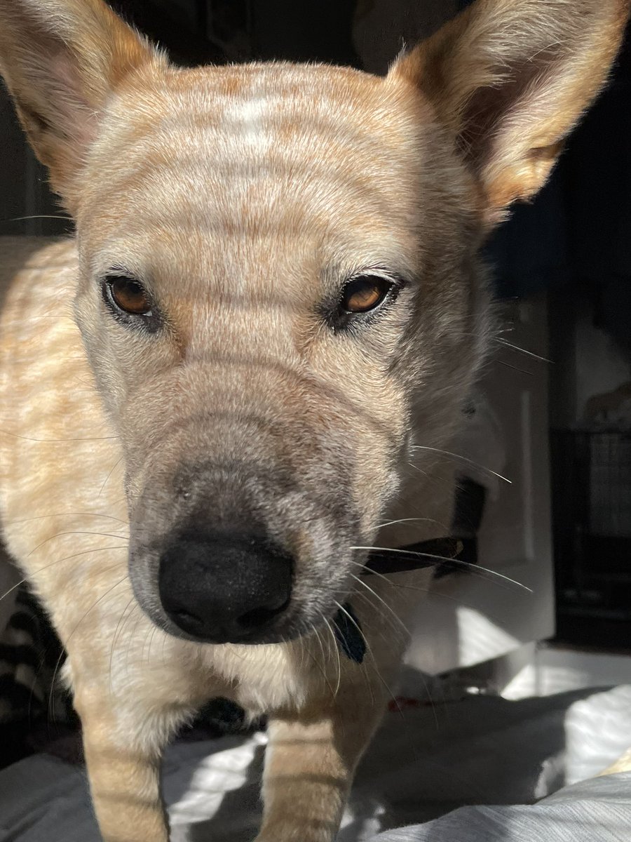ken_dulll's tweet photo. Ruby should be a model (on a beer can) like if you agree pls #MetazoaGoodBoy (gorl) @MetazoaBrewing https://t.co/BpeAqAWVFO