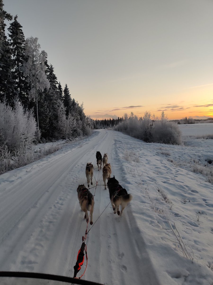 The best way to start christmas holiday. Run with our dogs in -10 celcius temperature and snowy roads to the sunset.

#siberianhusky #mushinglifestyle