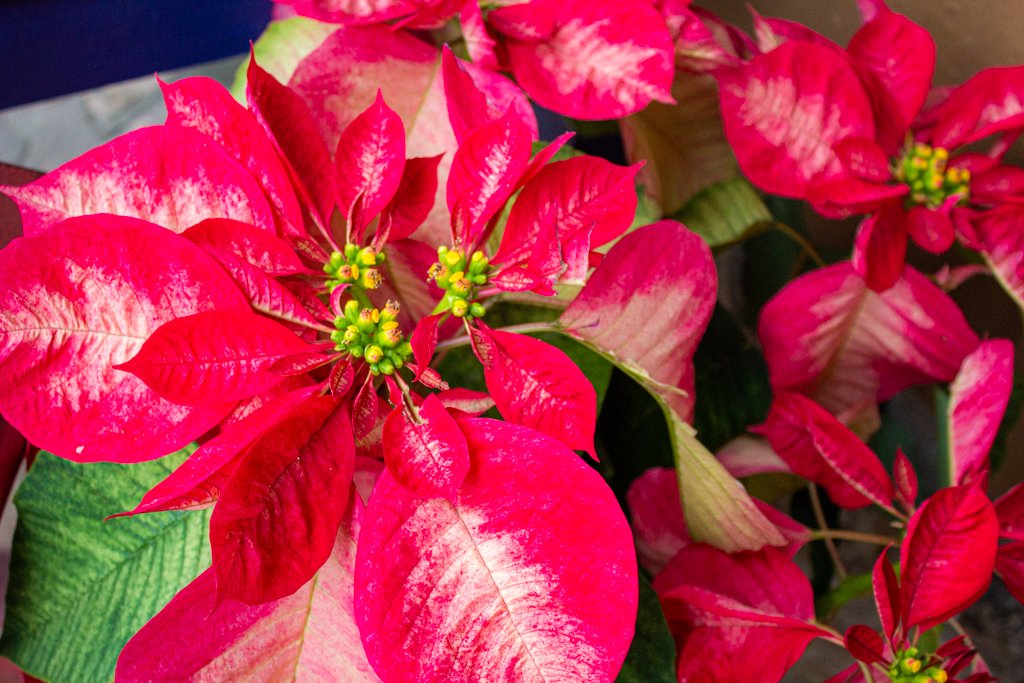 Many of our plants have gone dormant for the season, but we've got some lovely pots full of bright poinsettias bringing us color and holiday cheer! #texasbnb #traveltexas #holidaytravel #holidays