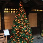愛媛ならでは？愛媛のクリスマスツリーはみかんで出来ている!