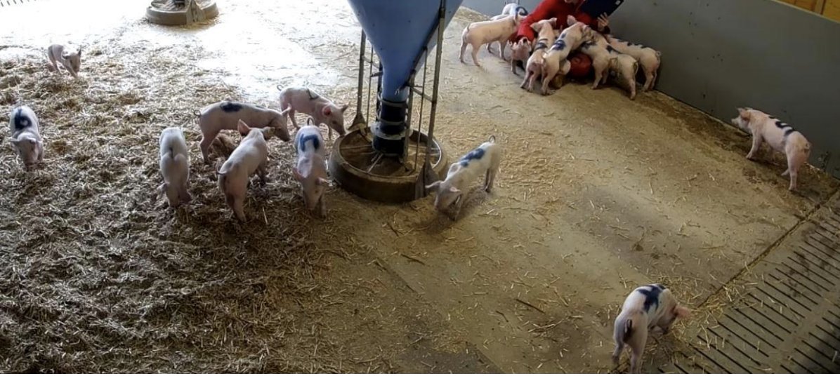 appliedethology's tweet photo. Internship opportunity in personality &amp; social behavior in pigs with the Institute of Animal Welfare Science in Vienna, Austria.
Apply before the end of Jan 2022.
https://t.co/xMNPBT3EzE https://t.co/suFwGwYQDB