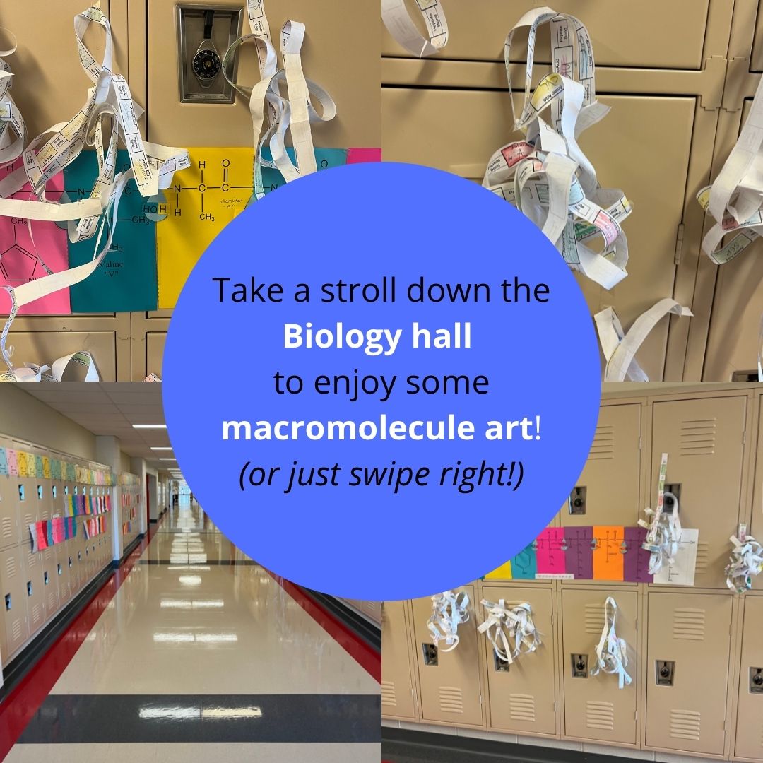 Harriton_HS's tweet photo. Proteins & lipids & carbs, oh my!
Take a stroll down the biology hallway to check out the macromolecules built by Mrs. Kiley's 9th grade biology students. They're a great way to learn basic polymer formation!
#HarritonRams #hhsrams https://t.co/LpEzLrOpJF