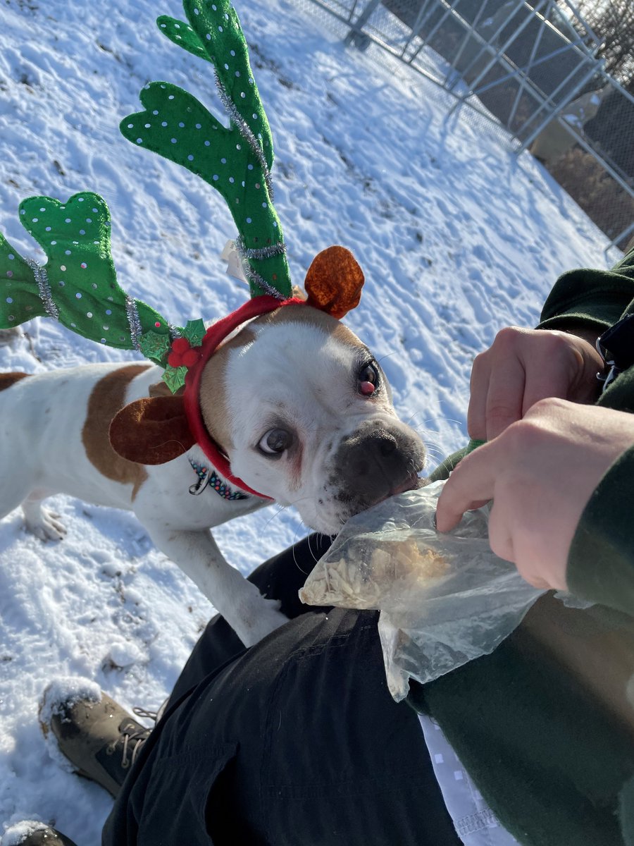 Dancer needs cherry eye surgery in January before she can find her #HappyTail. But this pup was full of happiness playing in the snow - and looking festive! GHS remains closed today &amp; tomorrow. To report an animal-related emergency, call us at 519-824-3091 &amp; follow the prompts.