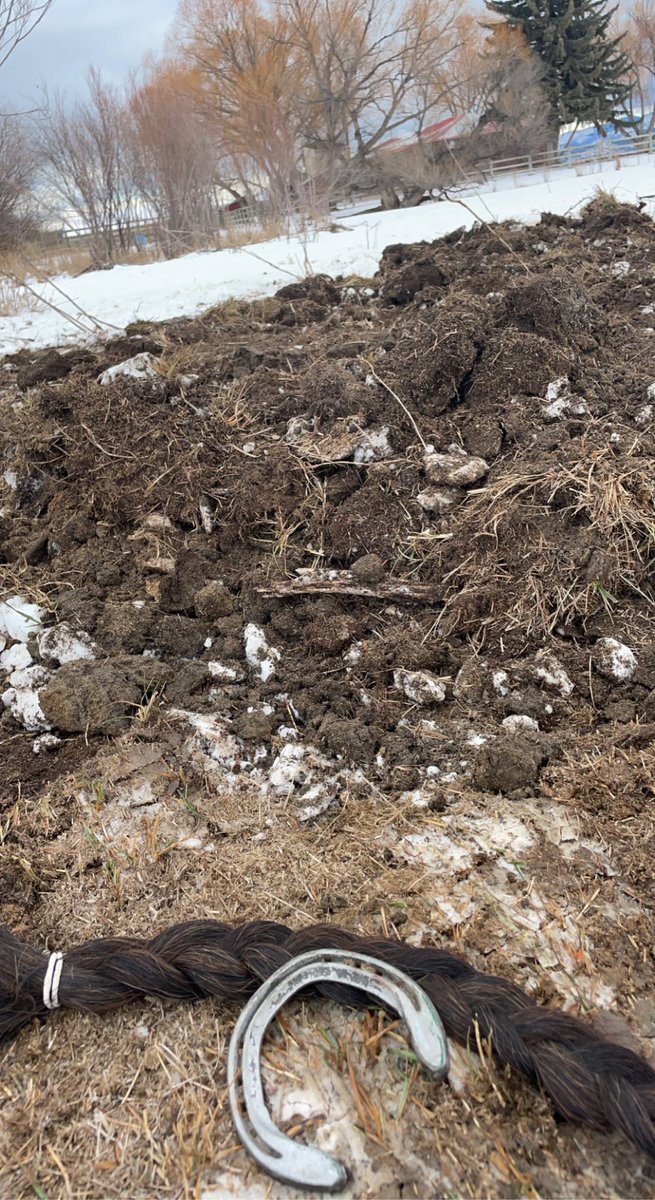 I have been the one to find or have to make the call on every single horse that has died on our ranch. But burying the first horse I started from scratch and was my number 1 teammate yesterday broke my soul