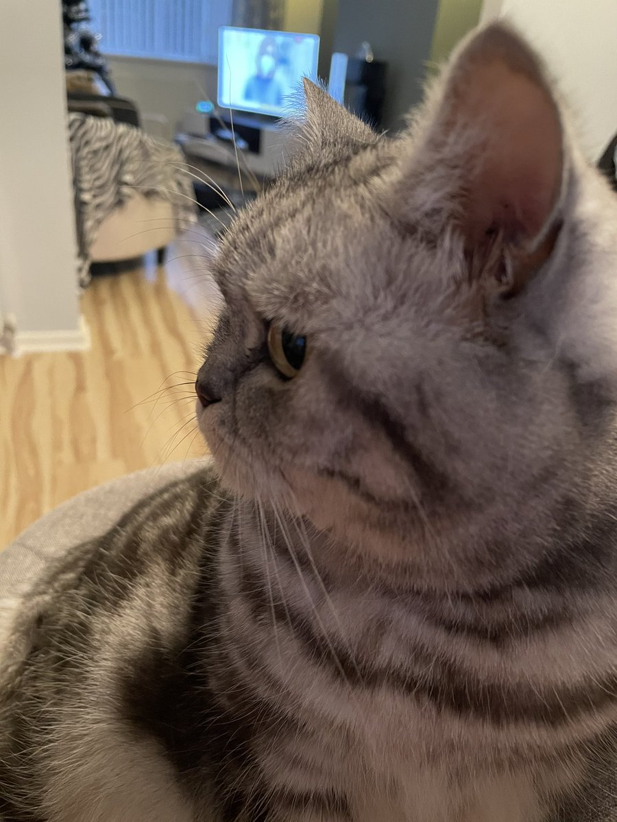 rosiepiecat's tweet photo. #WhiskersWednesday #CatsOfTwitter https://t.co/0fNv7Ul8Cm