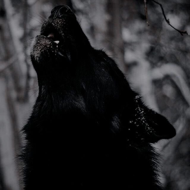 _ Vesemir || Wolf Witcher_ 

                Sᴛᴀʏ ᴛʀᴜᴇ ᴛᴏ ᴛʜᴇ ᴘᴀᴛʜ,
                ᴡᴏʟғ.                      

        ☾ Multiverse
        ☾ SFW (nsfw w chem)
        ☾ Eng || will match style

☾ Found the fountain of Youth. Read below.

☾ #witcherRP ☾