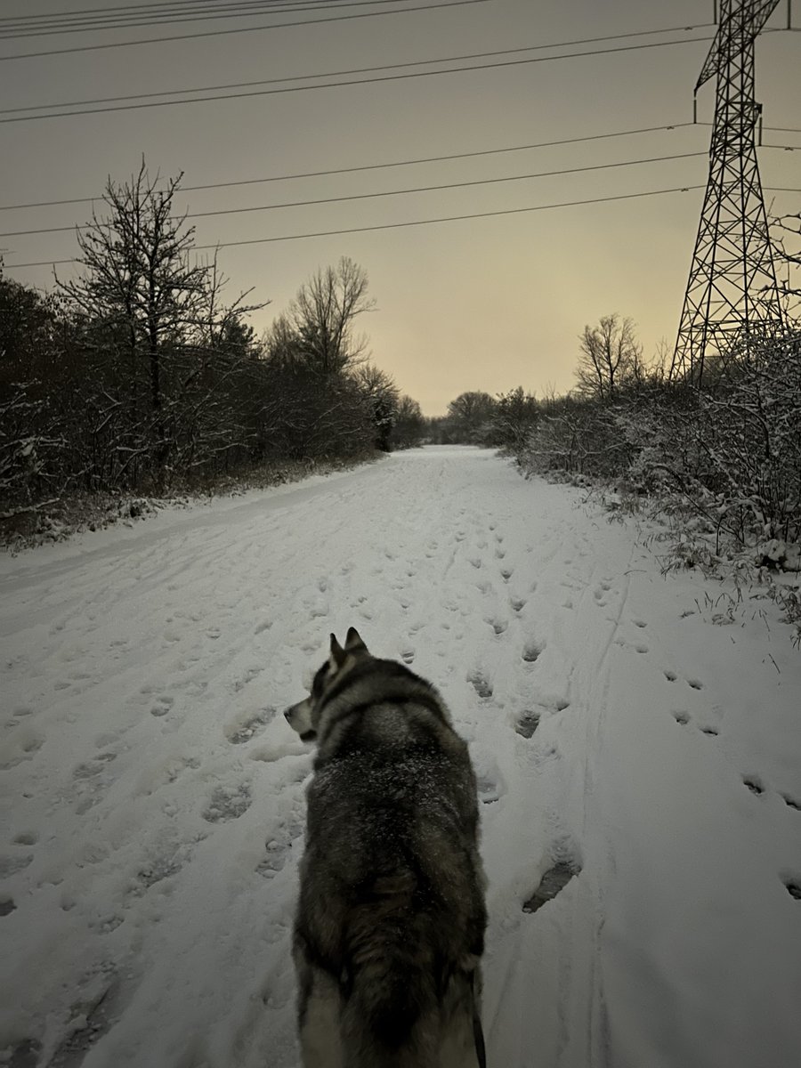 Tiberious_Sheru's tweet photo. 🌨❄️

#husky #siberianhusky #winter #snow #winterwonderland #nature #naturephotography #outdoors #hiking #hikingadventures #adventure #adventurewalk #scenery #brampton #iphotography #wildernessculture #wilderness #pet #pets #getoutside #dog https://t.co/LRMHUUpfbZ