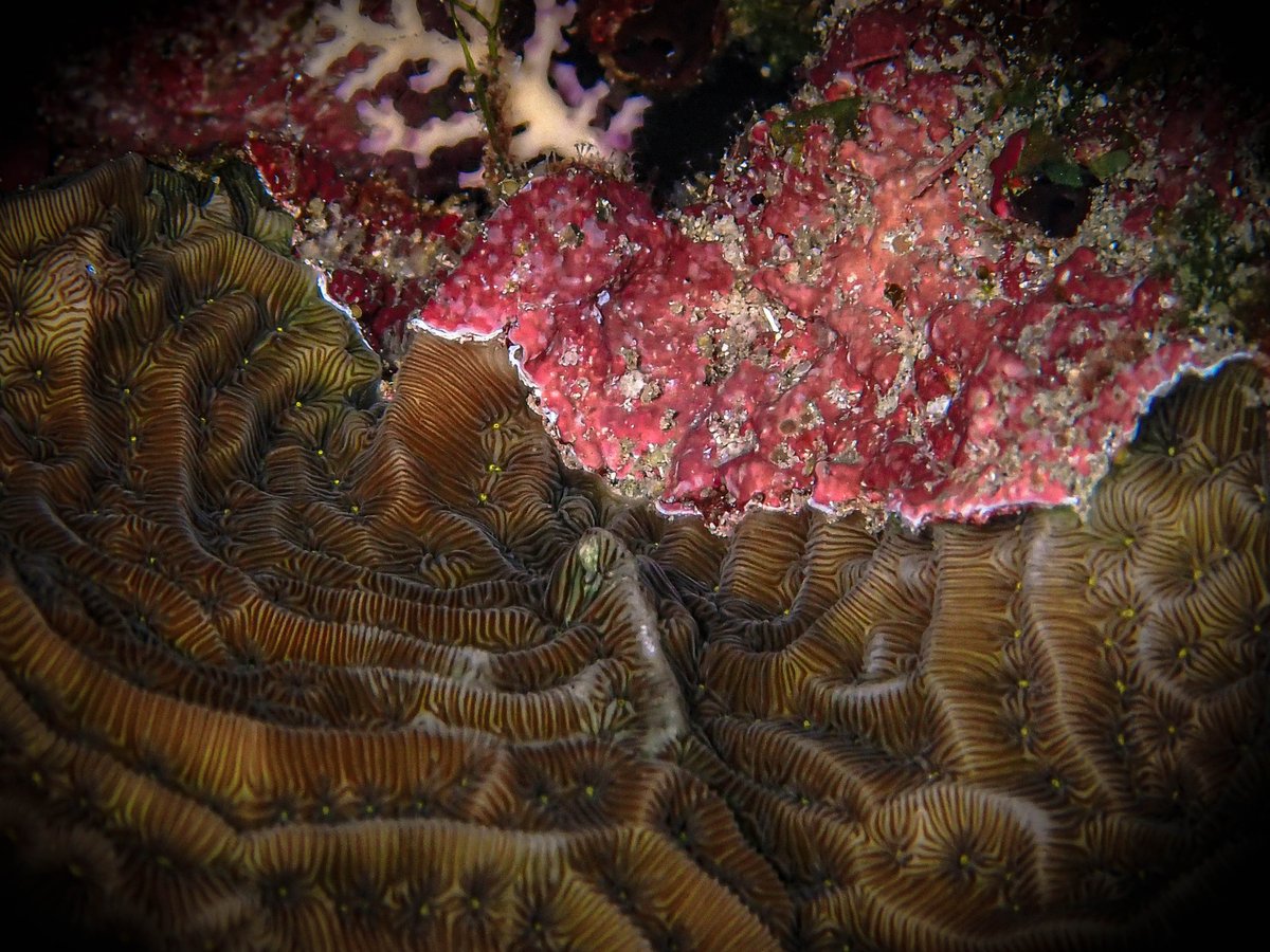 Competition for space on a Caribbean coral reef #coralreef #coral #curacao #carmabi