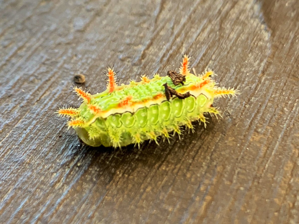 Here’s a bizarre looking caterpillar I just found! It’s going to be a slug moth! :)