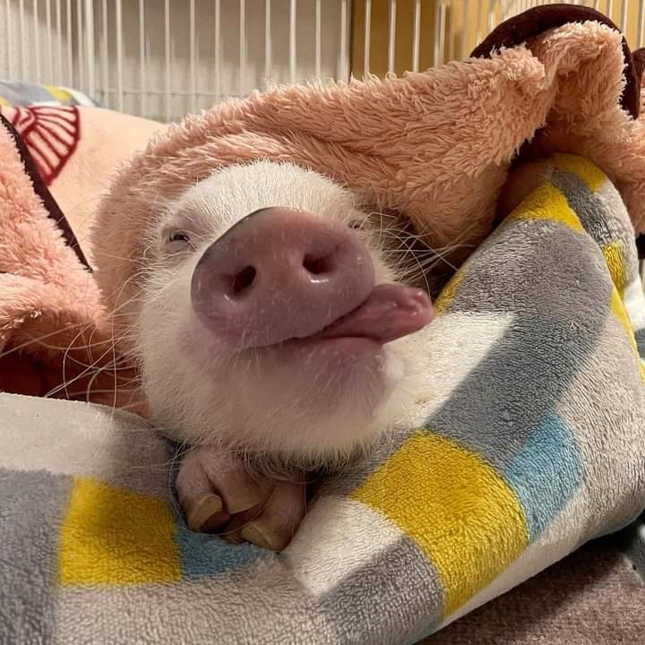 Die Regierungen machen alles richtig, die #QuerdenkerSindTerroristen sind Schuld, das dass Virus noch existiert