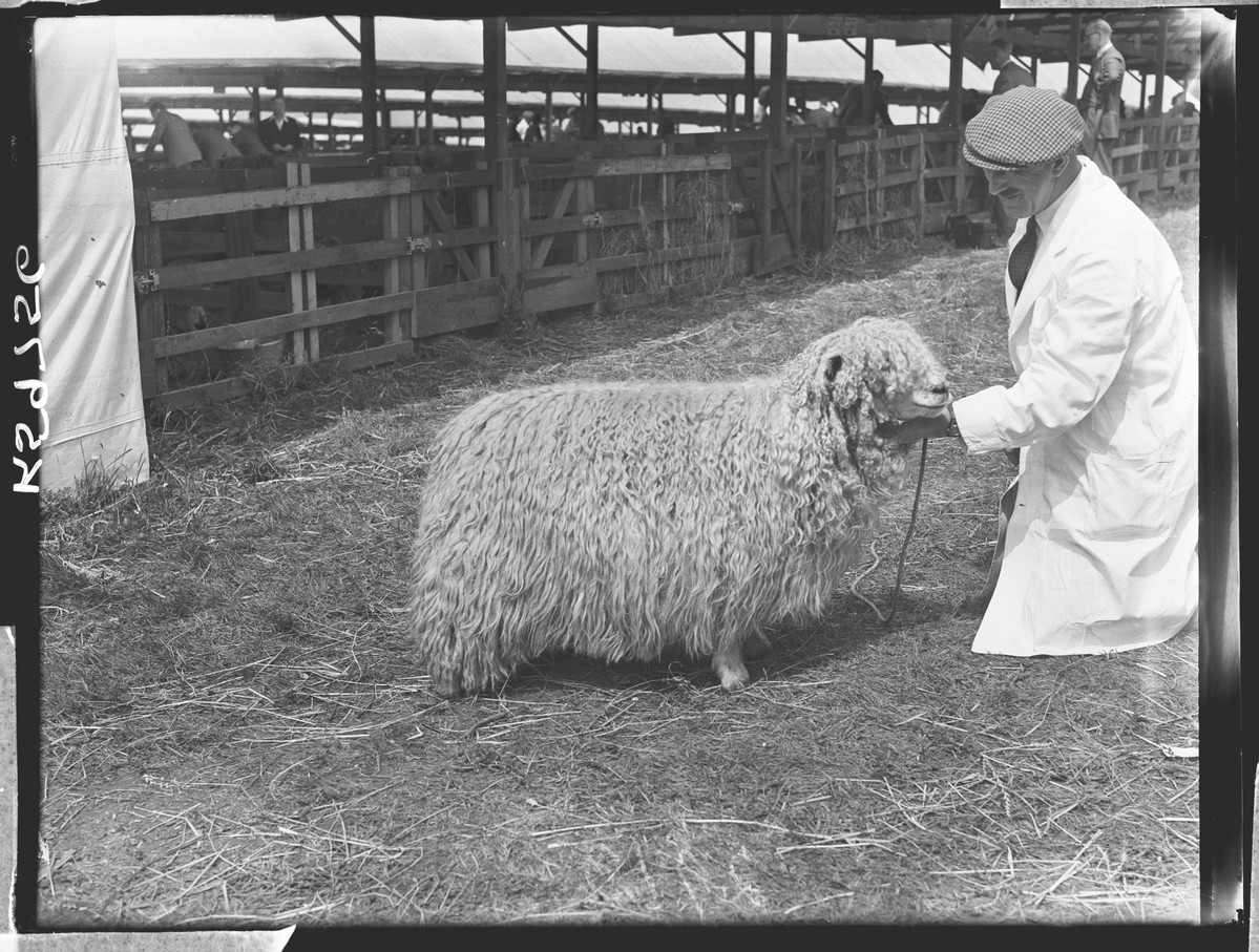 TheMERL's tweet photo. Happy New Year, everyone. We wish you a year ahead that's as successful as this sheep is woolly

(MERL P FS PH1/K59756) https://t.co/mvQaREP32l