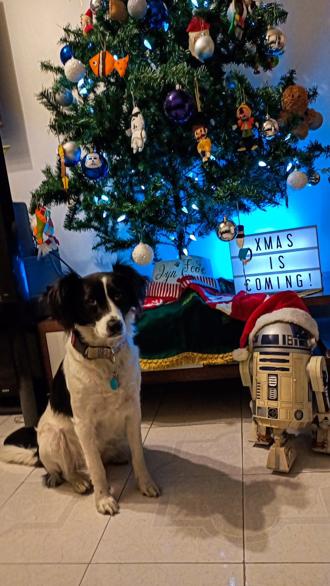 Jyn Border tweet media