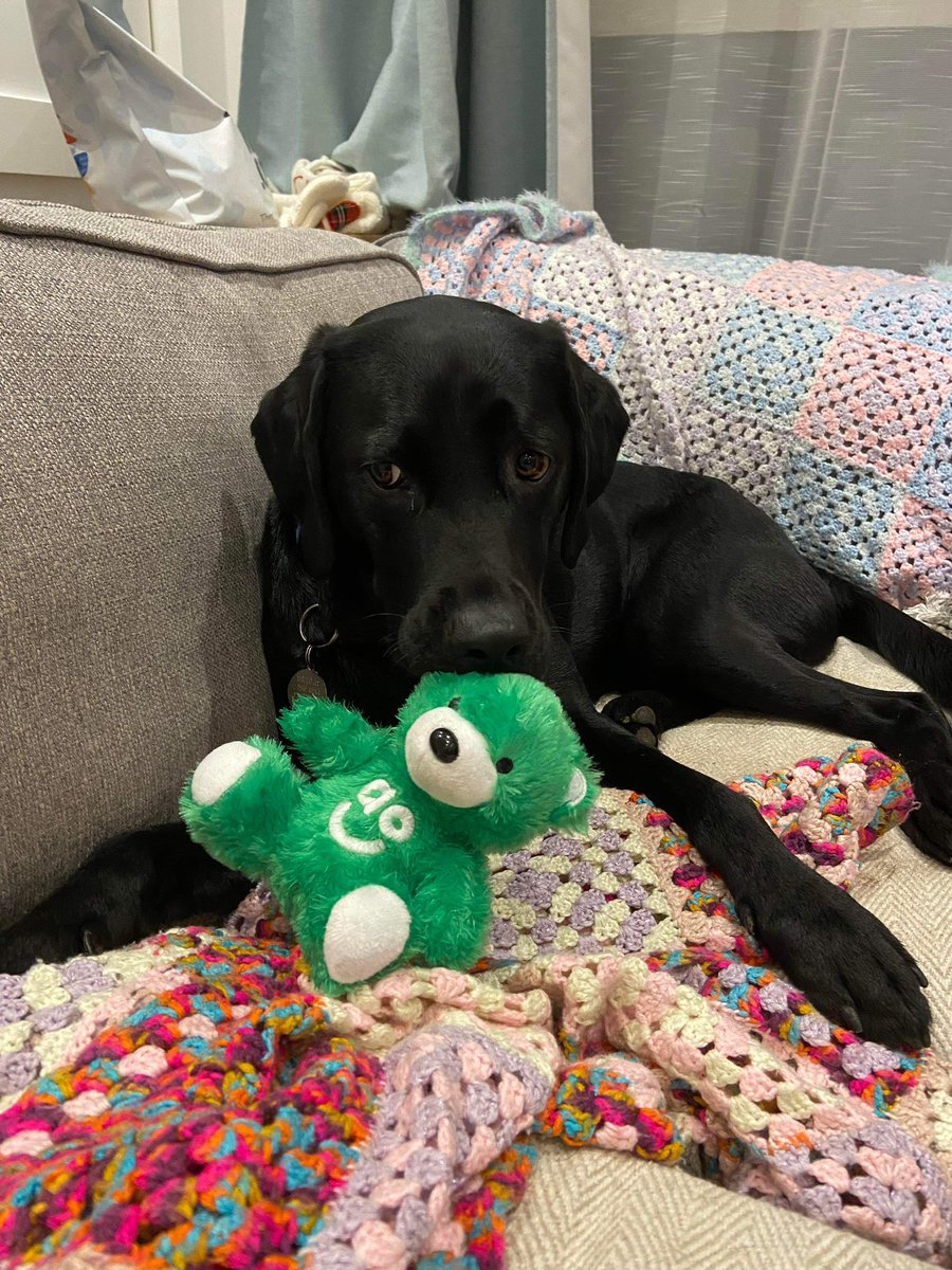 TillyLikesPie's tweet photo. The @ao delivery man gave Safi a bear. She’s been carrying it around by its ear all day! 😂 https://t.co/M183dwaCmt