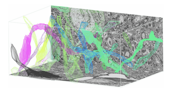 EMDB_EMPIAR's tweet photo. This volume EM entry (https://t.co/S1FNSkp5DE) identifies long-range synaptic inputs using genetically encoded labels and is published @biorxivpreprint (https://t.co/sVVdFXh4tx) by @Cornhelix and team. #VolumeEM #EMDB_EMPIAR https://t.co/X9n4iPW5Y8