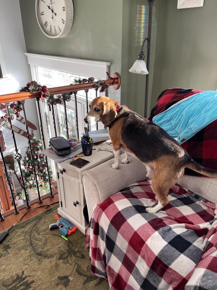 One of my human’s is home for Christmas break, I was trying to convince her that I was just being cute and standing on the armrest of the couch. #beagling