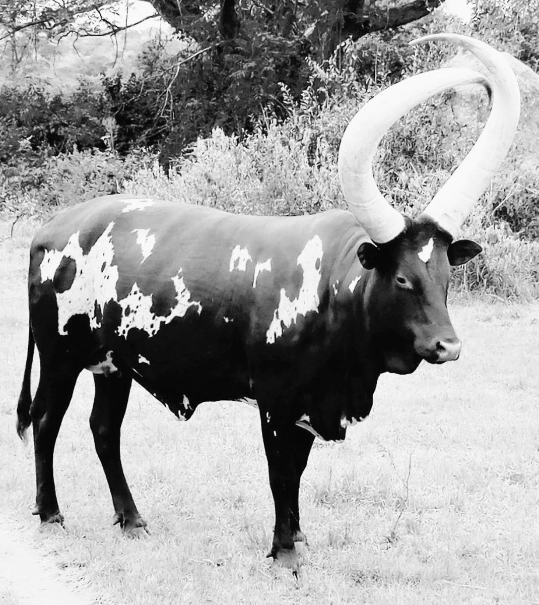 nathan_byanyima's tweet photo. Cows are gentle,interesting,caring and loving animals,they deserve their full respect and treatment..they are of good value to our lives, "I don't believe that one have to be a cow to know what milk is"! #Respectcows. https://t.co/bdwYVO0p3r