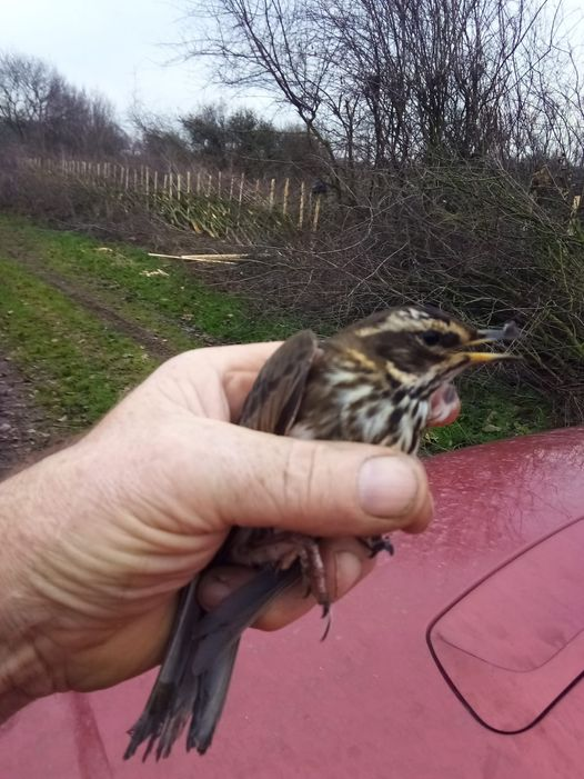 Stood by the truck today and a sparrowhawk came over the hedge and hit this redwing.  It came down on the roof.  It died ten minutes later.  Well that doesn't happen every day.