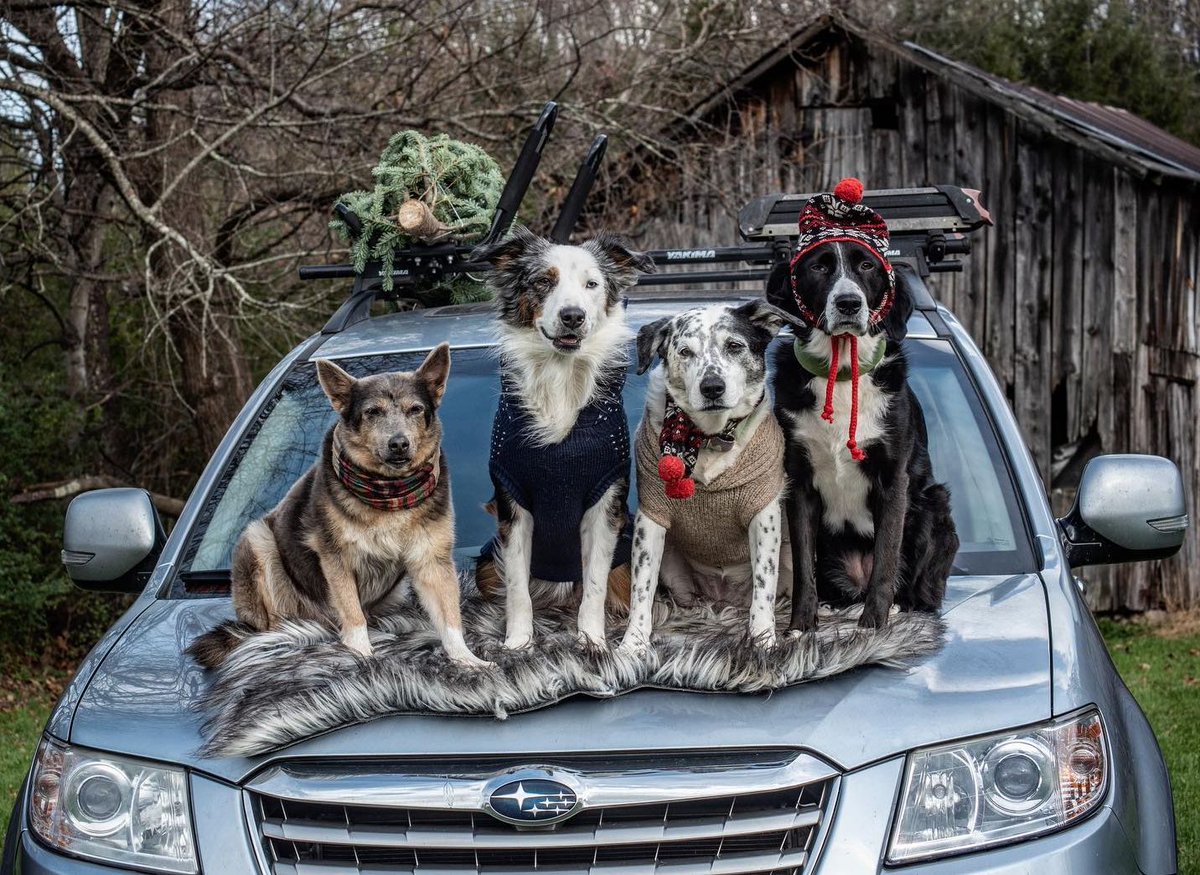 "Out &amp; about enjoying holiday festivities." Use emojis to tell us how you'll be spending your holidays! 👪🐶🌃🥂🎇🎄

(🗣️📸: Leisa Young)