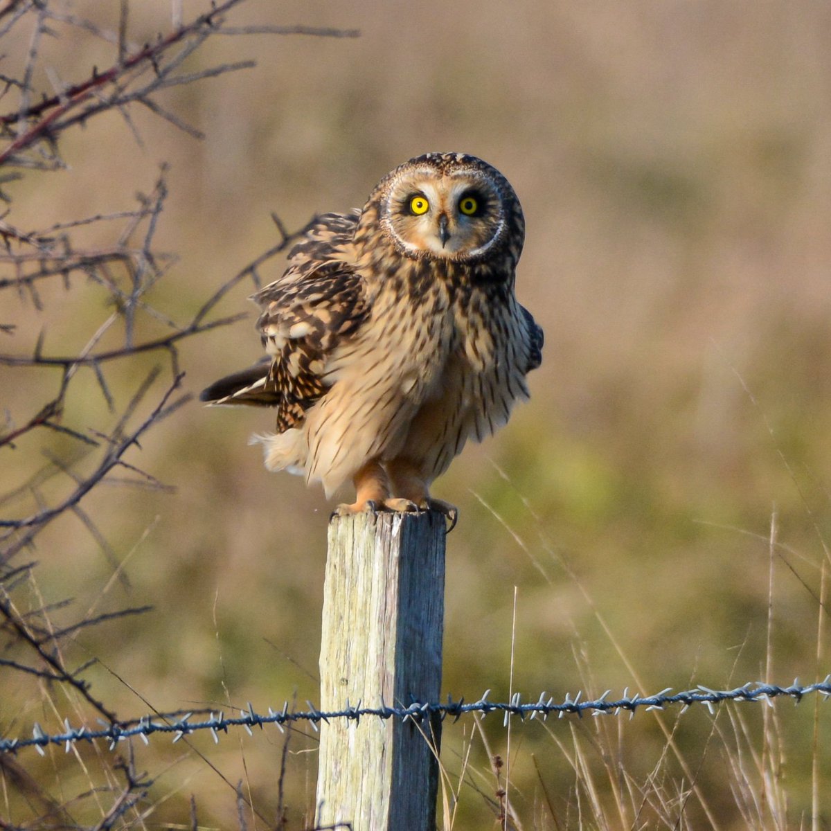 catmarie1812's tweet photo. 🥁🥁
Dans ma quête photographique des oiseaux on peut dire qu'hier j'ai franchi un niveau en réussissant à 📷 un hibou des marais dans son milieu naturel ❤Je suis sur un nuage 😍 
Thread #photo de ce rapace fascinant 👇
#naturephography #birdphotography #TwitterNatureCommunity https://t.co/Iryc8vXPhR