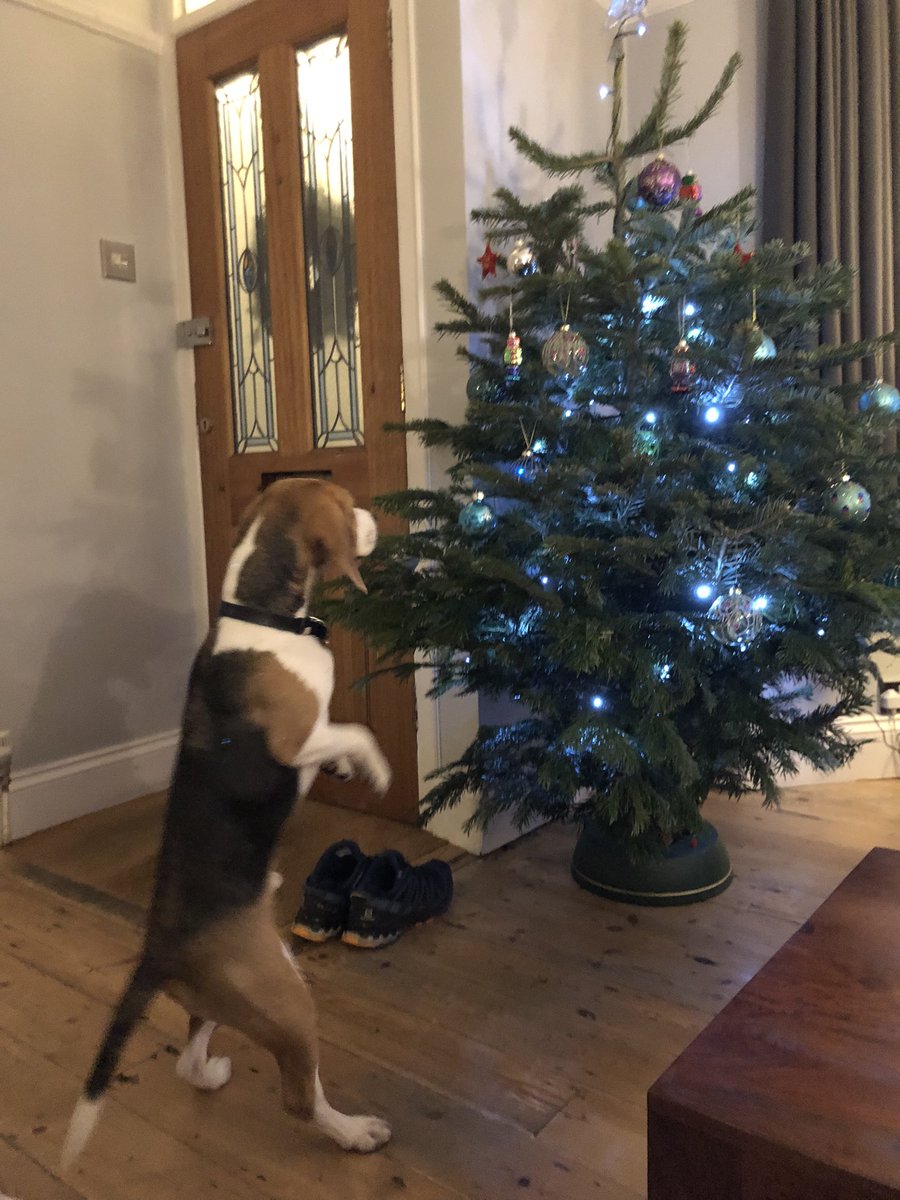 LisaCharran's tweet photo. …..and so it begins, 2 weeks of ‘leave the tree alone Chester!’ #beagles #beaglesoftwitter #firstchristmastree https://t.co/8iuDvvYKIM