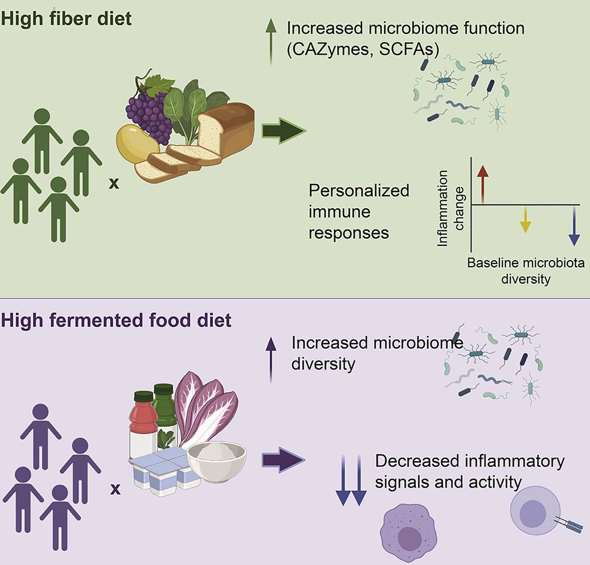 PNASNews's tweet photo. To treat #malnutrition, #supplements may not be enough. The key: feeding the #GutMicrobiome the right kind foods. In PNAS Front Matter: https://t.co/mBeSsKWmsy #Microbiome #bacteria https://t.co/fQAi7aoiaA