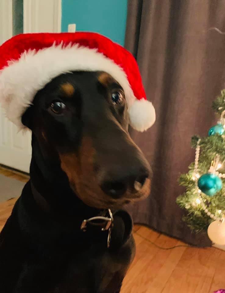 1PridePrincess's tweet photo. @MichaelEstimeWX Hi Michael and Happy Holidays to you.
My Dad requested that I send this picture to you to put on the news. This is my 10 year old Doberman Pincher Champ. He a Christmas Angel 🎄 https://t.co/itArdQVBnY