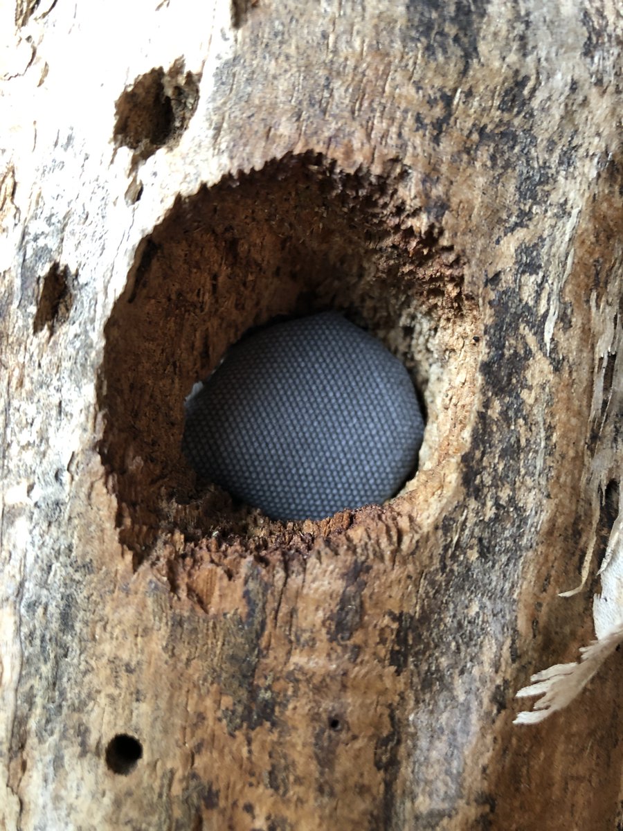 joshburker's tweet photo. "Ersatz Nature: Northern Flicker." Another in my series of simulated #nature. Windfall wood, @adafruit Trinket Pro, PCM #8bit audio playback. https://t.co/zNej9WJDAI #programming #Arduino #electronicSheep #simulation https://t.co/3GZMmXpRQZ