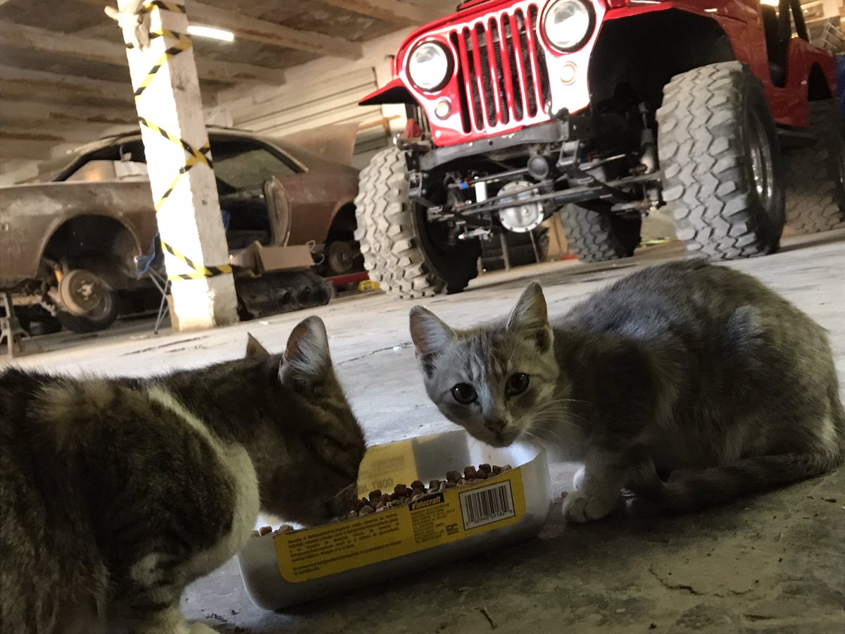 canelo0's tweet photo. Los gatitos y el Jeep de hoy. #ElAutoDeMiVida https://t.co/unRqg71KN5