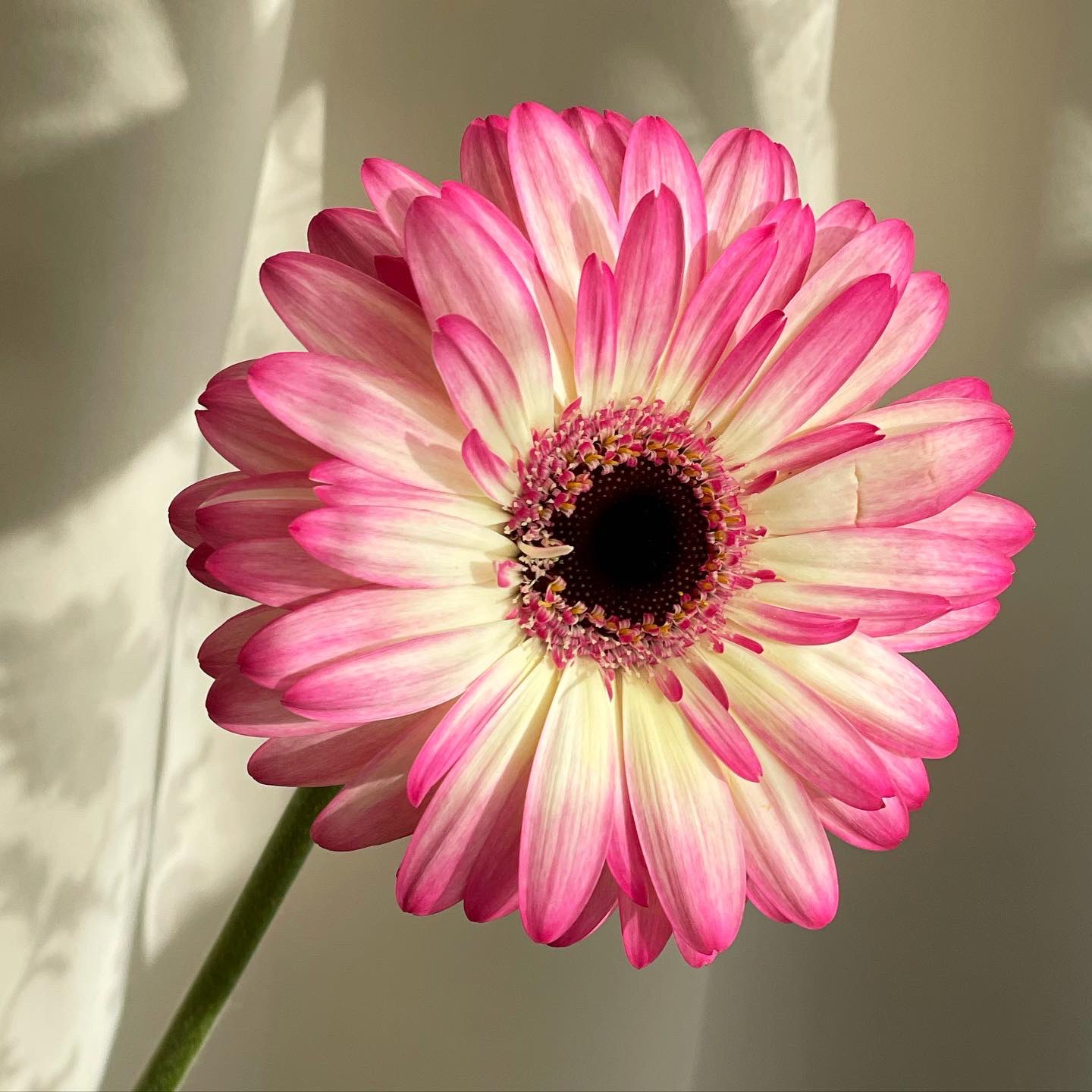 坂本 歩 おはよう 大輪ガーベラ マンダラ Gerbera Mandala 白とピンクの華やかな大輪 黒目 ブラックアイ マンダラ 曼荼羅 曼陀羅 サンスクリット語で 丸いもの の意 密教の修行で用いられる図柄 世界とその仕組みをあらわし 仏尊を絵や