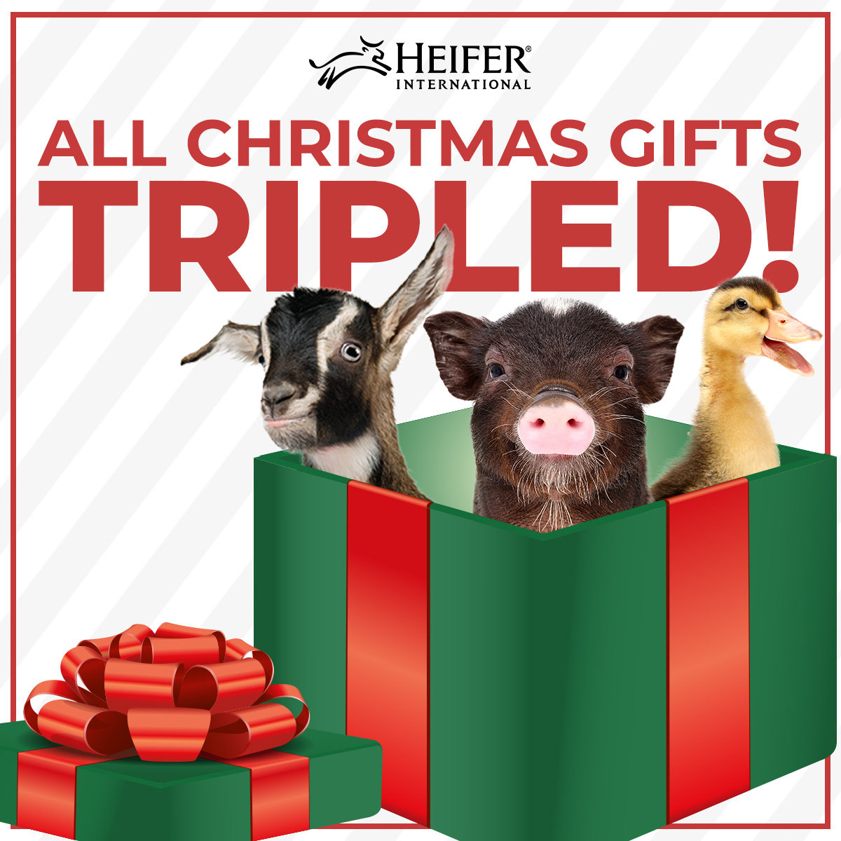 Heifer's tweet image. If you&apos;re scrambling to find a last-minute gift for Christmas, we&apos;re here to help! 🎁

Give a life-changing gift in honor of a loved one right now and your donation will go 𝗧𝗛𝗥𝗘𝗘 𝗧𝗜𝗠𝗘𝗦 as far with our special match!
→ ms.spr.ly/6012Zrki4

#GiveHeifer