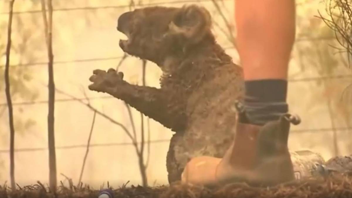 Animalspet8's tweet image. Koalas: Mass deaths in Victoria bring animal cruelty charges
cutt.ly/uUoG1hr