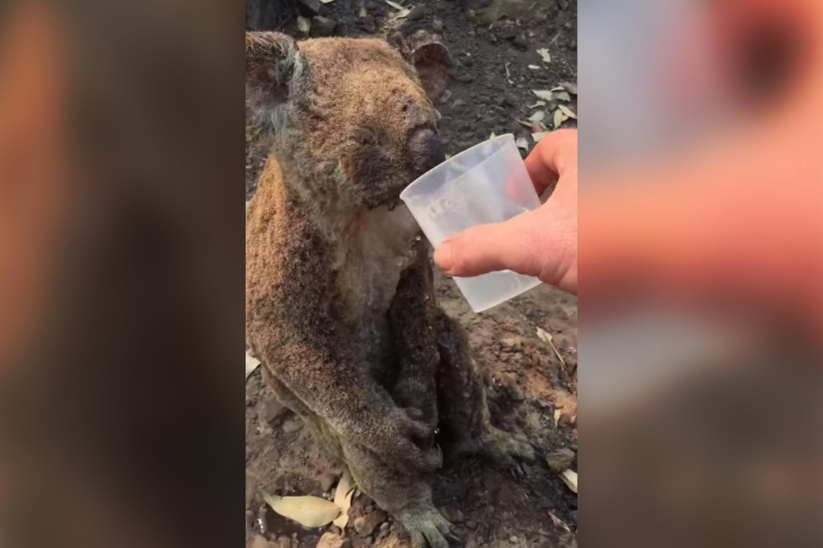 Animalspet8's tweet image. Koalas: Mass deaths in Victoria bring animal cruelty charges
cutt.ly/uUoG1hr