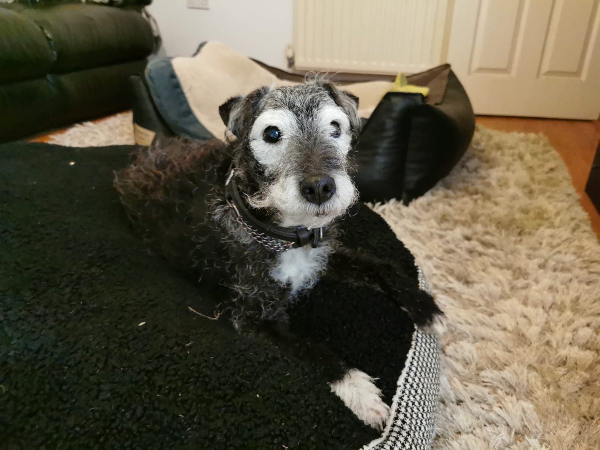 URGENT, please retweet to help Thor find a home #BigginHill #Bromley #London  

AGED 14 he has been with the same family all of his life and is very confused. He would prefer a home as the only pet where someone has time to be around for him. 
💔
DETAILS 
facebook.com/foalfarm/