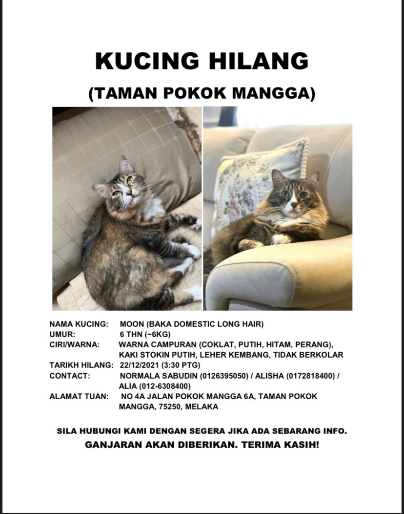 alishaaqilla's tweet photo. Salam warga Twitter. I need your help to spread this everywhere. Help us find our MoonMoon back. It’s the first time he ever went outside after almost 6 years of being an indoor cat. Tolong viralkan benda ni dan jika ada kenalan area Taman Pokok Mangga, please pass this too https://t.co/CXHycT16Ff
