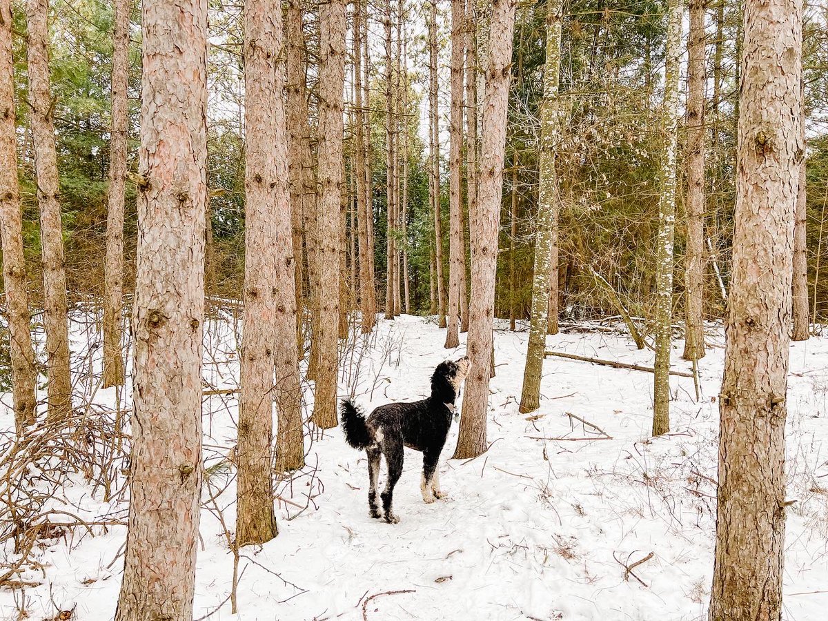 misscbrown12's tweet photo. Magical walk in the woods &amp; discovery of a decorated tree along the way ❤️🎄 https://t.co/mfLfmCoOJK