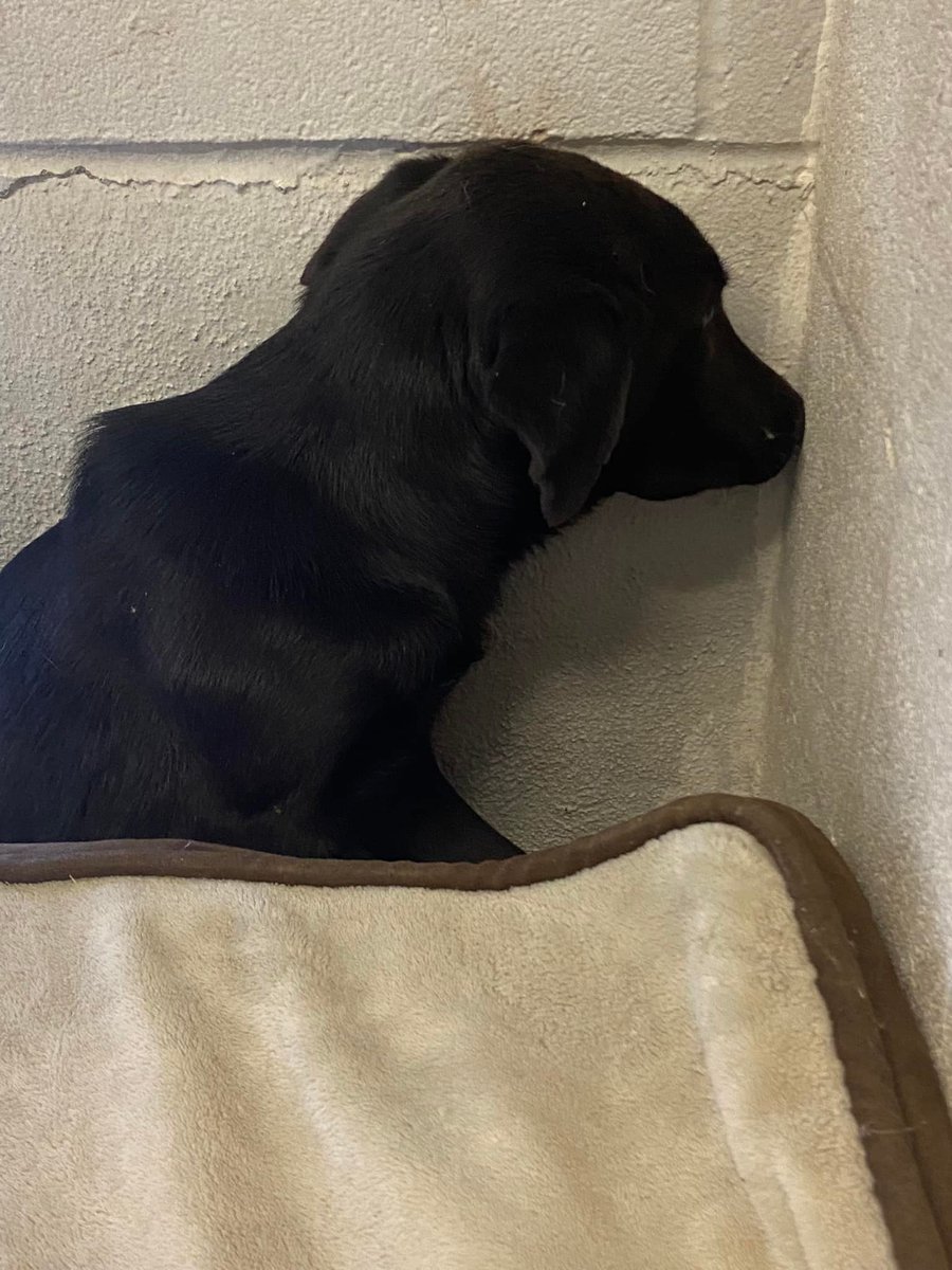 RealPaulMueller's tweet photo. SAD &amp; URGENT. So many #dogs need furever homes here in Corpus Christi, Texas area. Please help. The shelter is closing for Christmas and sadly, you know what that means. 410.608.2195 #adopt #foster #rescue #pledge #SouthTexas https://t.co/T8YkNa5R1w
