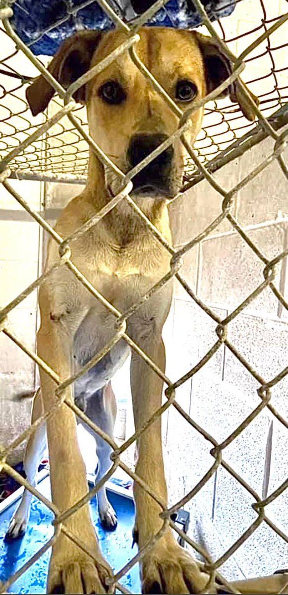 RealPaulMueller's tweet photo. SAD &amp; URGENT. So many #dogs need furever homes here in Corpus Christi, Texas area. Please help. The shelter is closing for Christmas and sadly, you know what that means. 410.608.2195 #adopt #foster #rescue #pledge #SouthTexas https://t.co/T8YkNa5R1w