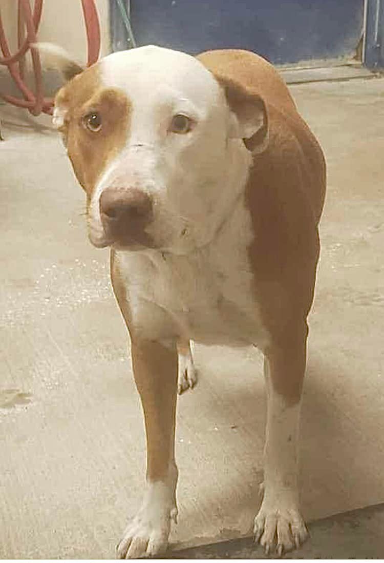 RealPaulMueller's tweet photo. SAD &amp; URGENT. So many #dogs need furever homes here in Corpus Christi, Texas area. Please help. The shelter is closing for Christmas and sadly, you know what that means. 410.608.2195 #adopt #foster #rescue #pledge #SouthTexas https://t.co/T8YkNa5R1w