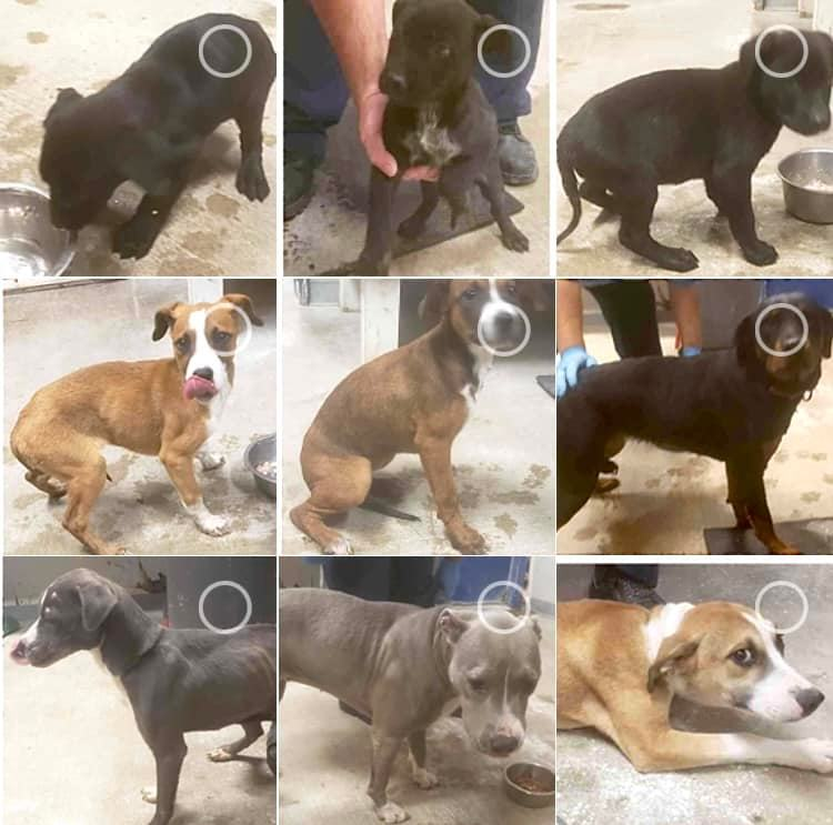 RealPaulMueller's tweet photo. SAD &amp; URGENT. So many #dogs need furever homes here in Corpus Christi, Texas area. Please help. The shelter is closing for Christmas and sadly, you know what that means. 410.608.2195 #adopt #foster #rescue #pledge #SouthTexas https://t.co/T8YkNa5R1w