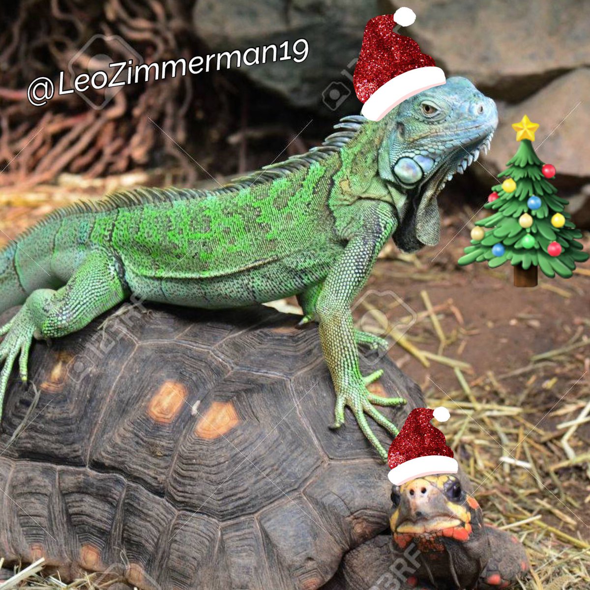 🙄My holographic iguana 🦎 has created a Holographic Turtle 🐢 named Bruce. As a Companion for himself🙄.