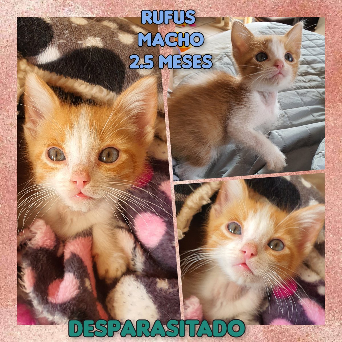 gatitosasalvo's tweet photo. #FamiliaFelina, necesitamos encontrarles casita a estos dos hermosos #AVA y #RUFUS. 
Ambos son bien juguetones y no olvidemos que Ava es una guerrera. Superó la paleuncopenia, tenemos los estudios. No dejen que termine el año sin que ellos encuentren a su #adoptanteideal. #CDMX https://t.co/LNho6KR4Js