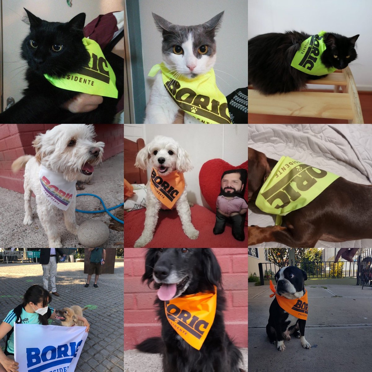 fundCeba's tweet photo. Para nosotros la #TenenciaResponsable es fundamental, la continuidad y mejoría de los programas indispensable por eso apoyamos desde siempre la campaña de @gabrielboric repartiendo cientos de bandanas que fabricamos nosotros mismos. #Seguimos ! Cc @BrownieBoric https://t.co/06LzPgrU7j