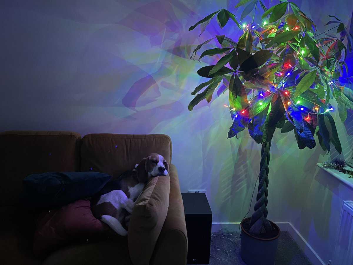 Merry Pupmas 

#Beagle #dogsoftwitter