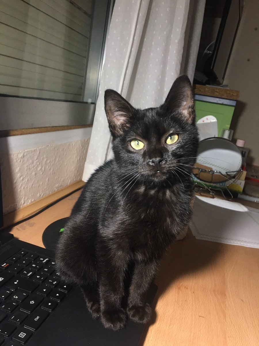 Flo0aguilera's tweet photo. Pues ahora tengo un gato 🐈‍⬛🖤 https://t.co/GIORnh5uiJ
