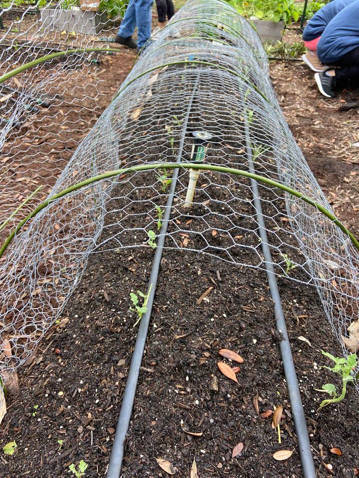 Grow_Orlando's tweet photo. Thank you to everyone who is helping us keep our produce intact against little critters at the @StLukesOrlando #microfarm. 
Grow Orlando/Grow It Forward: 1
Squirrels: 0 https://t.co/VWsjydJtIV
