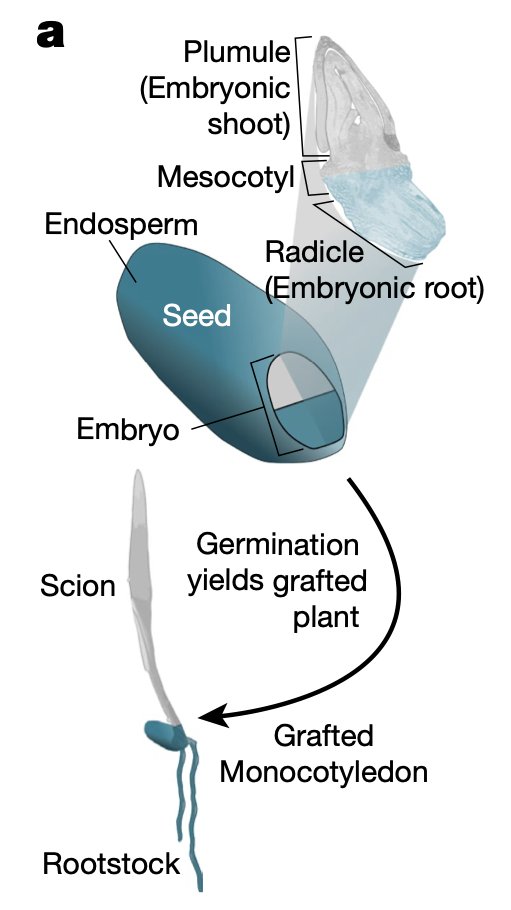 Jim Haseloff tweet media