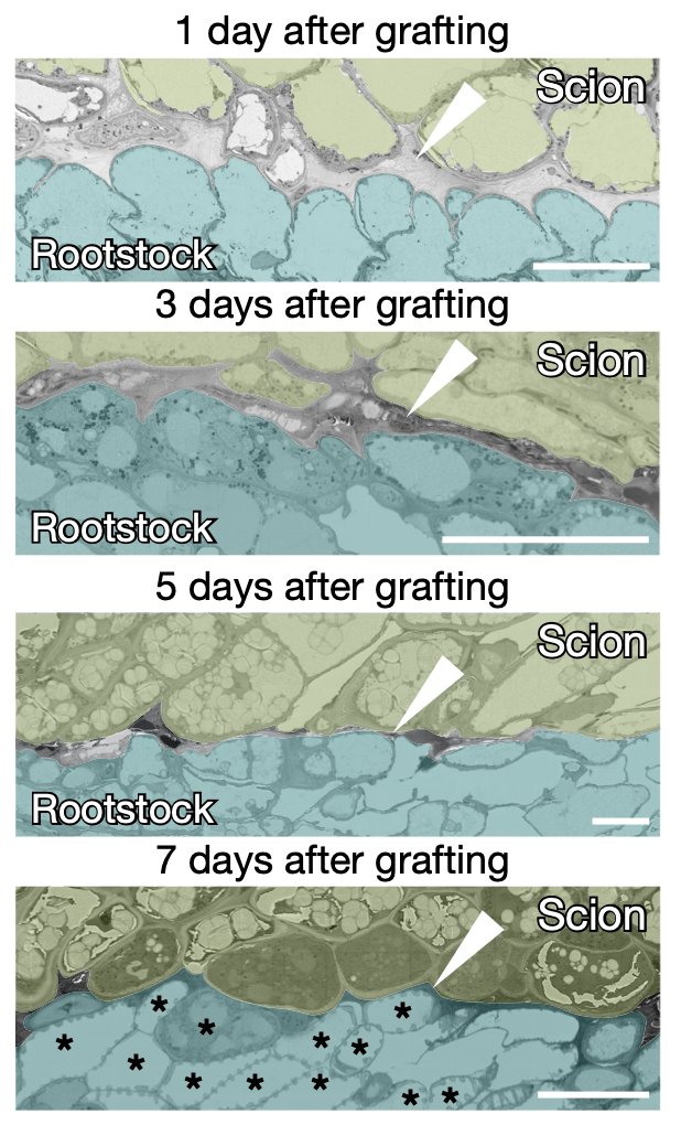 Jim Haseloff tweet media