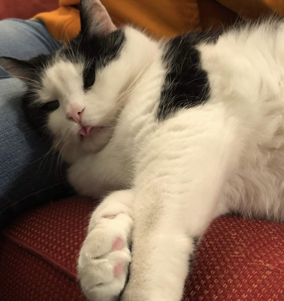 MaritSkotheim's tweet photo. Og ennå er det to dager igjen til #jul!

#stappmettkatt?

#samarin neste?

📷: @Ingeborgpss https://t.co/GV3JQ07XGu