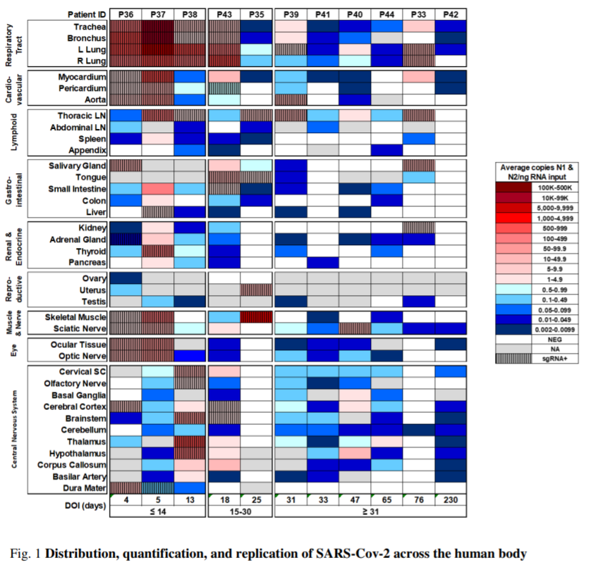 LongCovidSOS's tweet photo. This study performed autopsies on people who had #COVID up to 7 months prior and found even in those with mild/asymptomatic disease evidence of viral RNA in widespread anatomical sites including in the brain

https://t.co/dRGbZZcE4G https://t.co/cy6JWrtDeH
