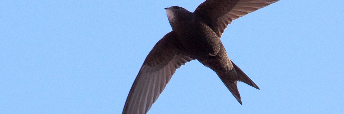 EasternCurve's tweet photo. A #hackneychristmascheer on Day 22 of our #adventcalendar for @HackneySwifts & @islingt_swifts who installed another 100+ nestboxes/bricks, used by a wide variety of birdlife this year. Keep an eye out on their social media for bird advice and info on ‘swift-spotting walks’. https://t.co/XkSSzNtZ0A